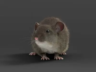 Rat Mouse Rigged  VFX Grace 3D model