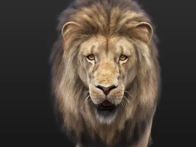 Lion B RIG XGEN CORE 3D model