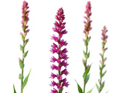 Vibrant Pink Flower Model Pack for D Environments and Games Low-poly 3D model