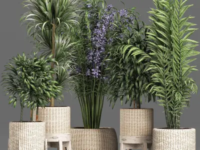 Plants Collection 213 3D model