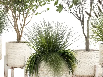 Ornamental plants in rattan baskets 1047 3D model