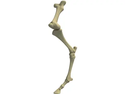 Detailed Bones of Animal Femur 3D model