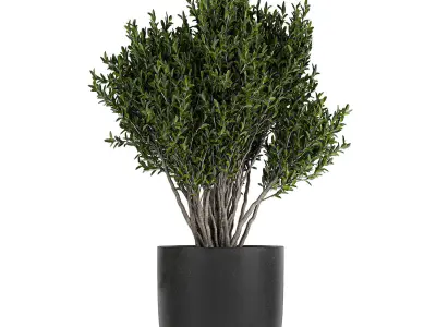 Collection of decorative plants in flowerpots 804 3D model