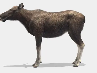 Moose - Cow Low-poly 3D model