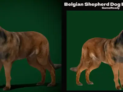 Belgian Shepherd Tervuren Dog Breed 3D model