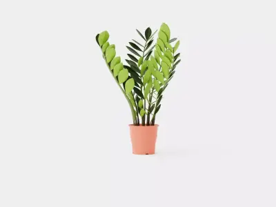 Zamioculcas zamiifolia Low-poly 3D model