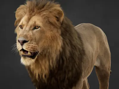 Lion 2025 - static version - Xgen-Core 3D model