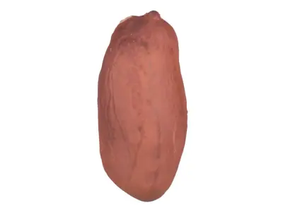 Photorealistic Peanut Kernel 3D Scan 3D model