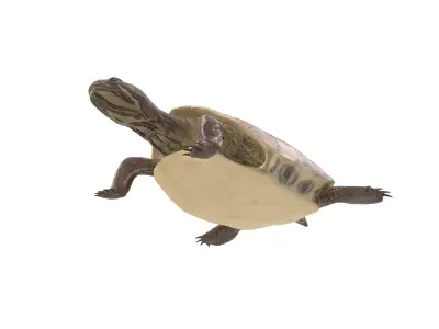 Turtle 3D model