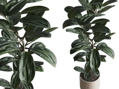 Ficus rubbery plant in wooden vase - Indoor plant 340 Low-poly 3D model