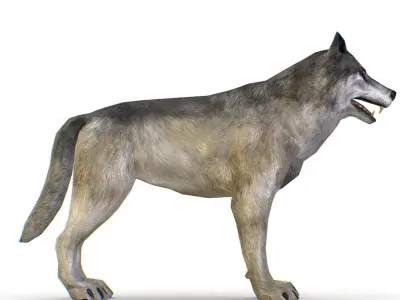 LowPoly Model Grey Wolf Low-poly 3D model