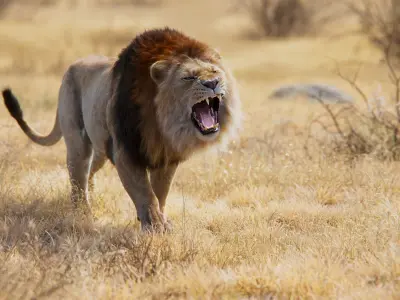 Male Lion Animated VFX Grace 3D model