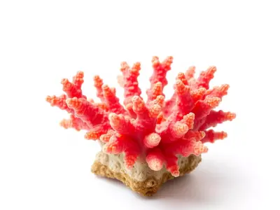 Vibrant Coral Reef model pack Low-poly 3D model