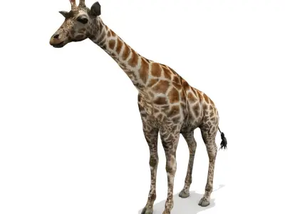 Giraffe Low-poly 3D model