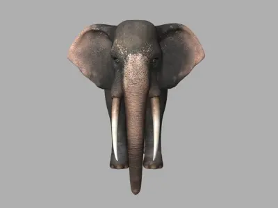 Asian Elephant Rig Low-poly 3D model