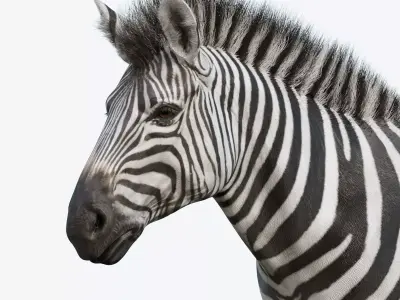 Zebra Low-poly 3D model