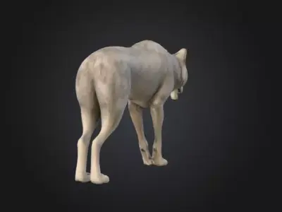 Alpha Wolf Low-poly 3D model