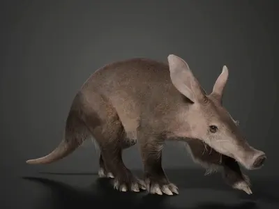 Aardvark Animated VFX Grace 3D model