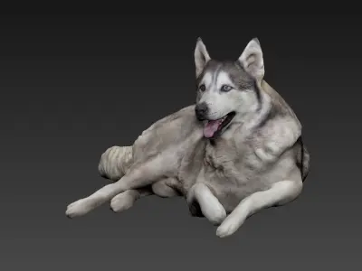 Husky dog lies - model 1 Low-poly 3d scan animal 3D model