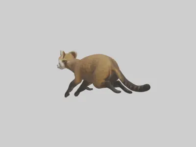 Coati running model 3D model