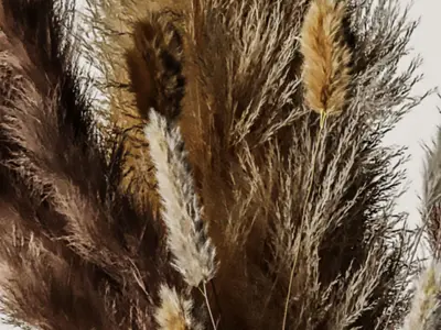 Dry Plants Bouquet Pampas Indoor concrete vase 3D model