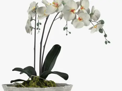 Pot Plant 24 3D models 3D model