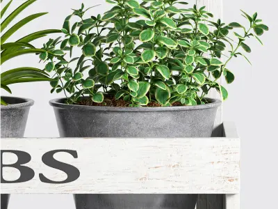 Decorative plant set-14 3D model