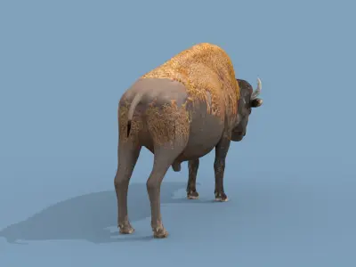 Pro Bison 8K - 3d animated 3D model