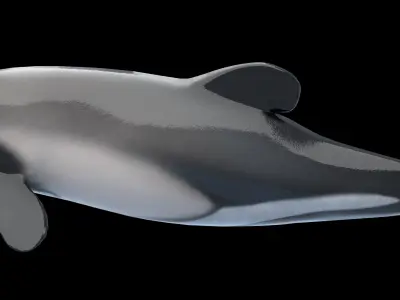 Hector Dolphin Low-poly 3D model