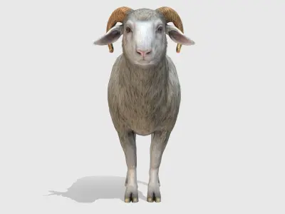 Ram realistic Low-poly 3D model