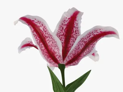 Lily flower red 02 3D model