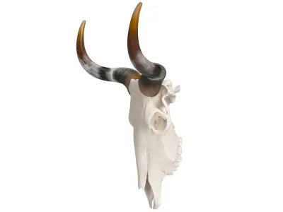Cattle Skull and Horns 3D model