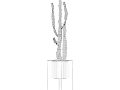 Euphorbia candelabrum cactus in modern flower pot 3D model