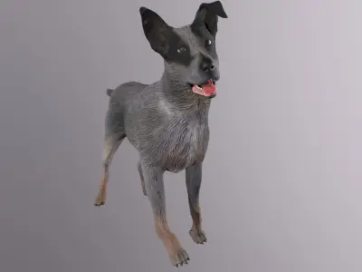 Cattle Dog Low-poly 3D model