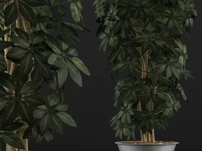 Plants Collection 76 3D model