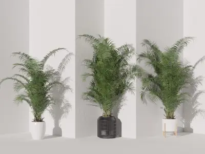 Areca Palm Pack 1 3D model