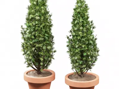Vase Cypress Free 3D model