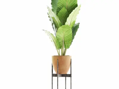 Plants Collection 56 3D model