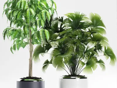 palm plants 139 3D model