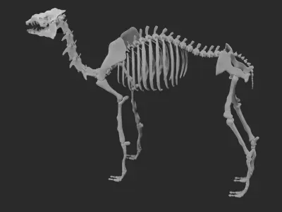 Skeleton of camel 3D model