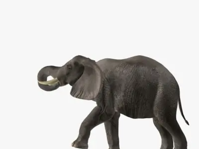 African Elephant 3D model