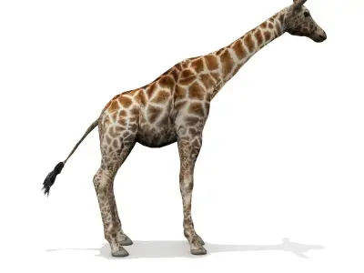 Giraffe Low-poly 3D model