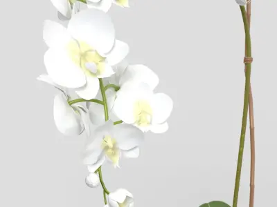 Threshold Small Potted Orchid  PBR 3D model