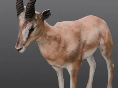 Goat Animated 3D Model  Low-poly 3D model