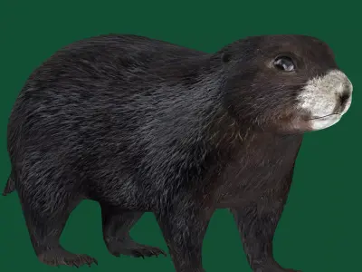 Vancouver Island Marmot Rodent Low-poly 3D model