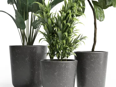 Indoor plant 21 Low-poly 3D model