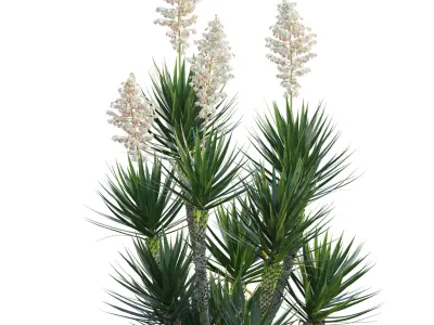 Yucca aloifolia - Spanish bayonet - Aloe yucca Low-poly 3D model