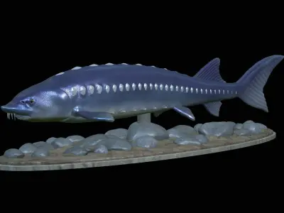 sturgeon vyza fish underwater statue detailed texture 3D print model