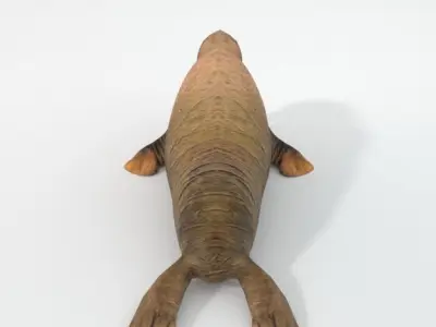 Walrus Low-poly 3D model purchase