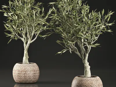 Olive tree for the interior in basket 644 3D model